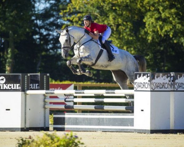 jumper Calimero V (Westphalian, 2010, from Congress)
