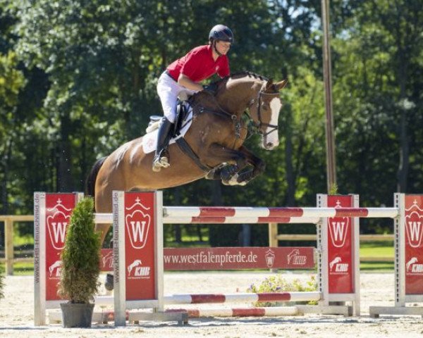 broodmare Quinzah B (Westphalian, 2010, from Quintero)