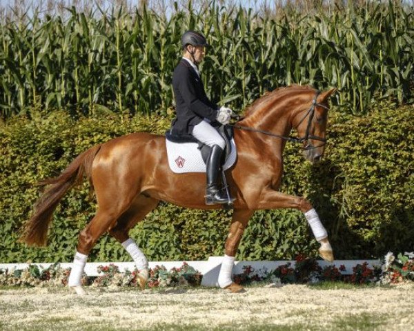 horse Dillon 9 (Westphalian, 2013, from Duisenberg)