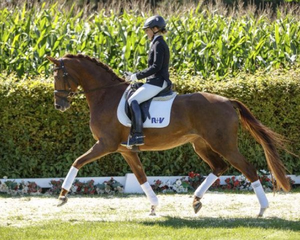 dressage horse Viva (Westphalian, 2012, from Vitalis)
