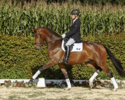 horse Fürst Kilver KR (Westphalian, 2013, from Fürstenball)