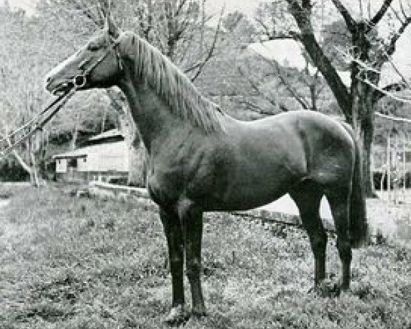 Deckhengst Le Grand Cyrus xx (Englisches Vollblut, 1930, von Sardanapale xx)