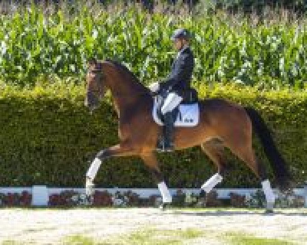 Dressurpferd Baron Von Nymphenburg (Westfale, 2013, von Bordeaux 28)