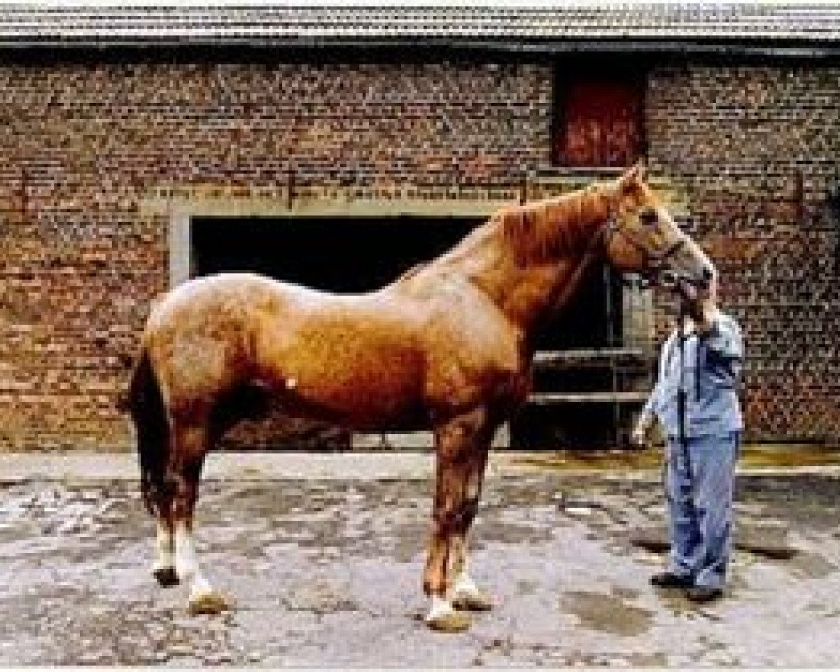 Deckhengst Albion du Chene Brule (Belgium Sporthorse, 1984, von Inducteur)