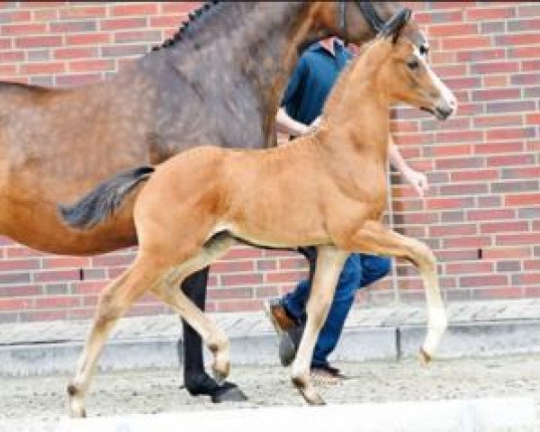 Pferd Boateng (Oldenburger, 2016, von Buckingham)