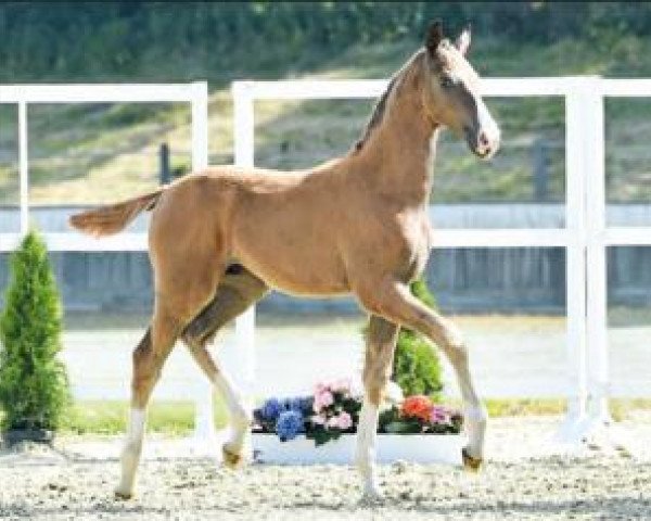 horse Danny (Oldenburg show jumper, 2016, from Douglas)