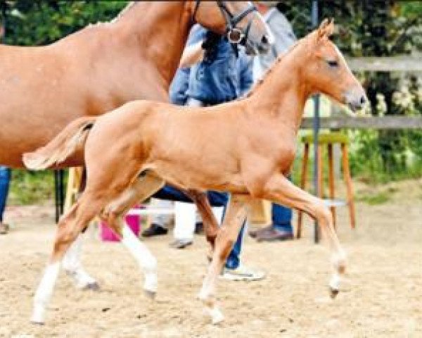 horse Viadukt (Oldenburg show jumper, 2016, from Vagabond de la Pomme)