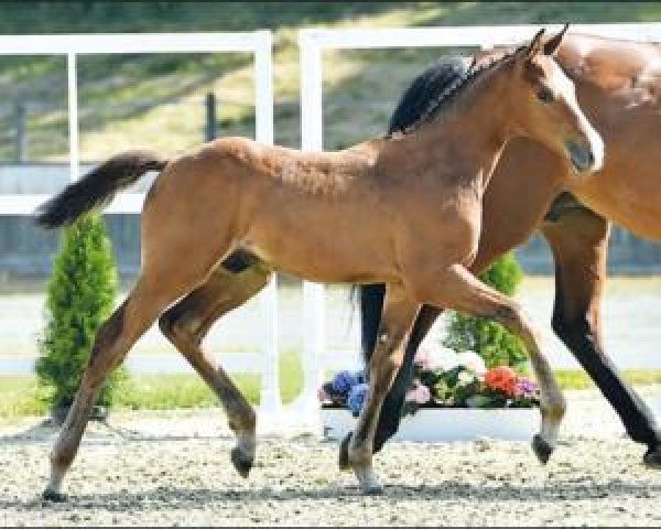 horse Valparaiso (Oldenburg show jumper, 2016, from Vagabond de la Pomme)