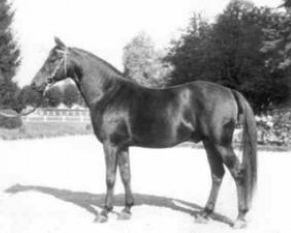 stallion Ba Toustem ox (Arabian purebred, 1955, from Djerba Oua ox)