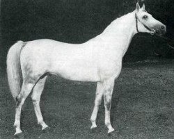 stallion Elaborat ox (Arabian purebred, 1964, from Comet 1953 ox)