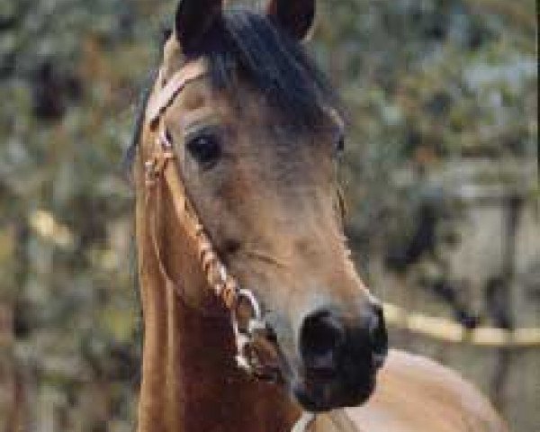 stallion El Fif (Arabian purebred, 1976, from Elaborat ox)