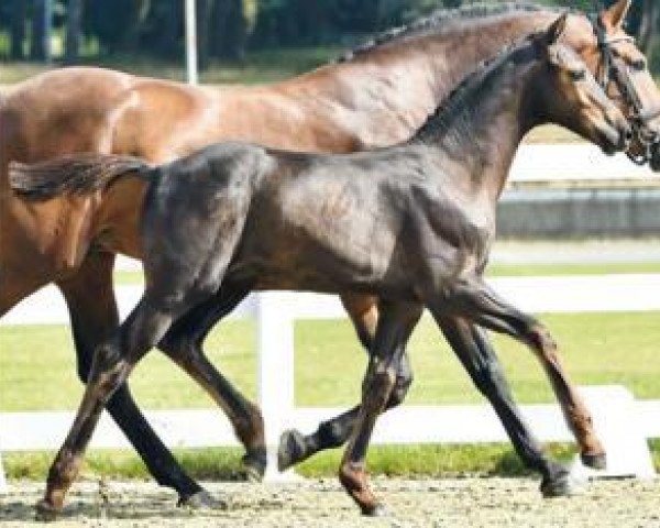 horse Kenavo (Oldenburg show jumper, 2016, from Kannan)