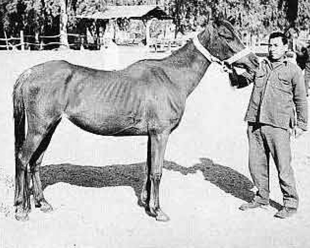 broodmare Fayrooz ox (Arabian purebred, 1965, from Alaa El Din 1956 EAO)