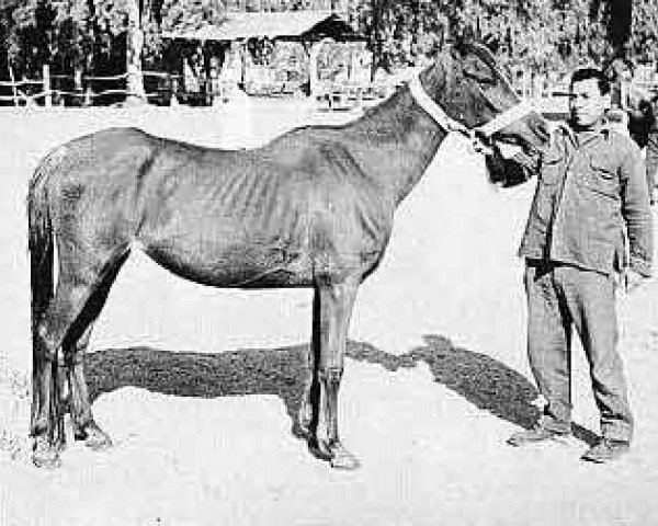 broodmare Fayrooz ox (Arabian purebred, 1965, from Alaa El Din 1956 EAO) broodmare Fayrooz ox (Arabian purebred, 1965, from Alaa El Din 1956 EAO)