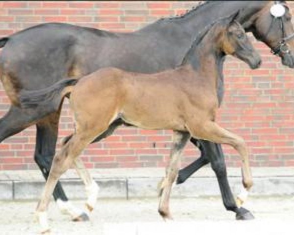 Pferd Disponent (Oldenburger Springpferd, 2016, von Diarado)
