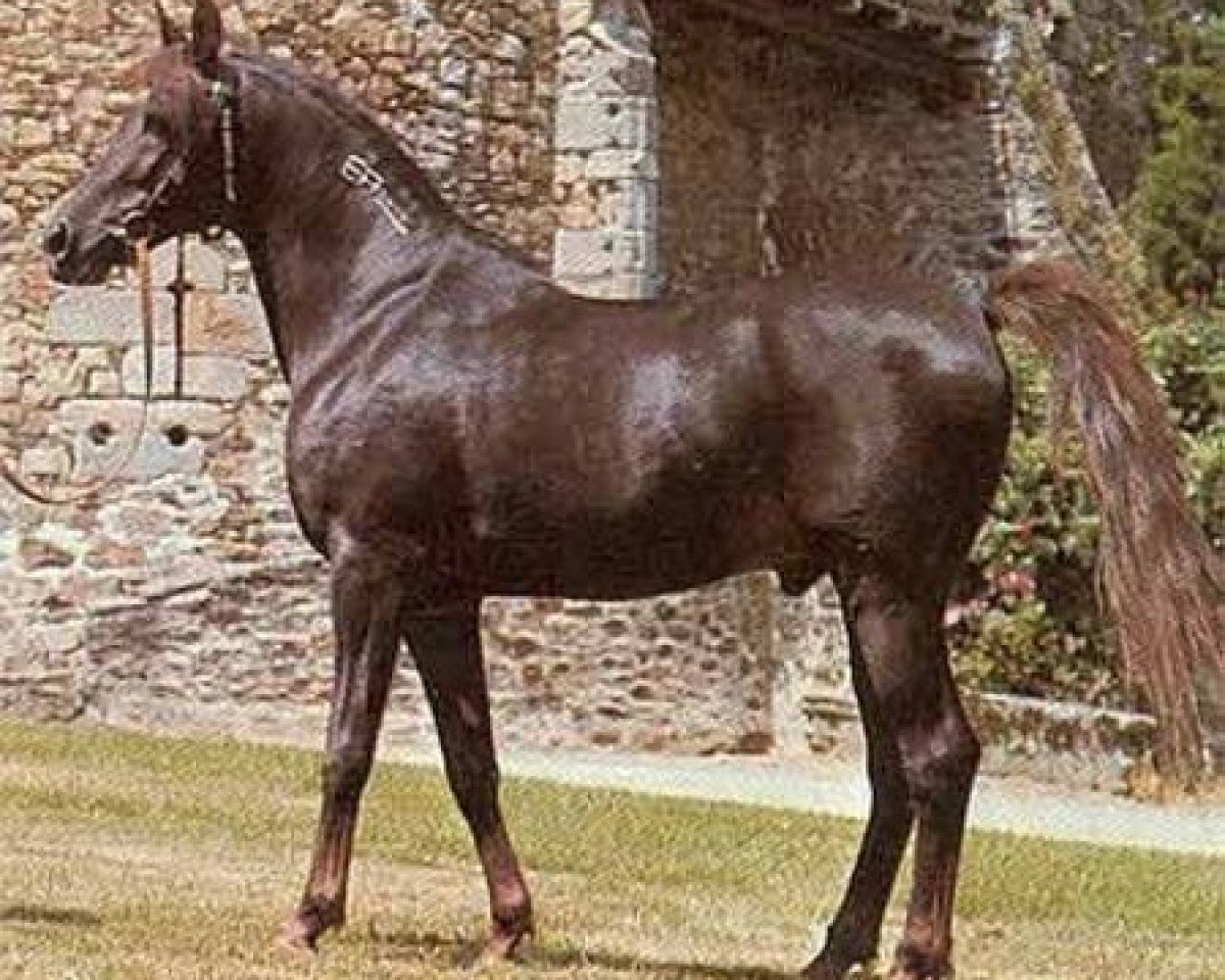 stallion Fawzan ox (Arabian purebred, 1971, from Tuhotmos 1962 EAO)