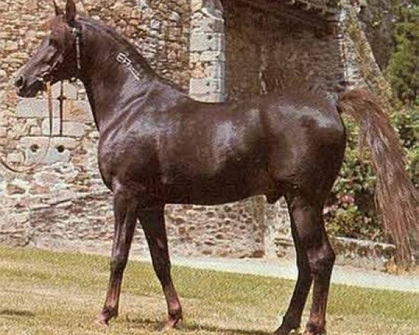 Deckhengst Fawzan ox (Vollblutaraber, 1971, von Tuhotmos 1962 EAO)