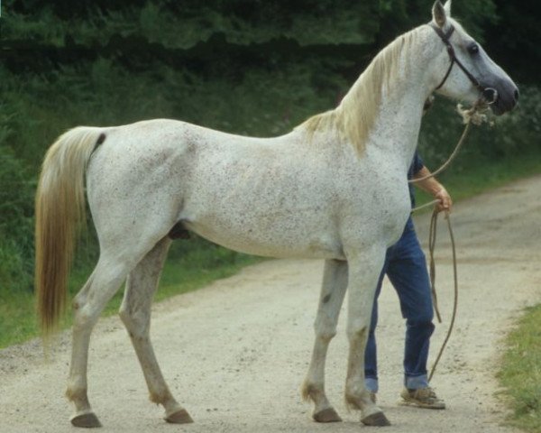 stallion Naquib ox (Arabian purebred, 1979, from Dahman 1957 ox)