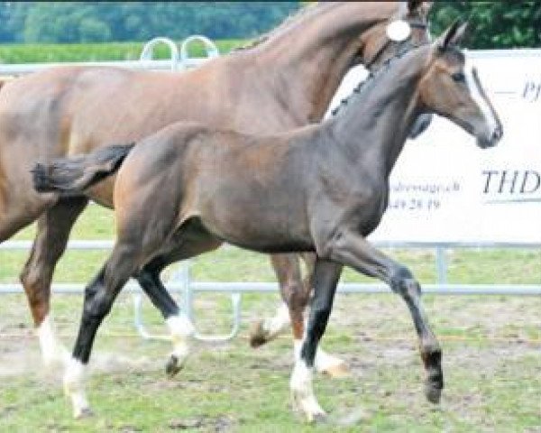 horse Schicke Diva (Oldenburg, 2016, from Dante Weltino Old) horse Schicke Diva (Oldenburg, 2016, from Dante Weltino Old)