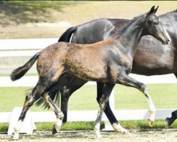 horse Dance with me (Oldenburg, 2016, from Danciano)