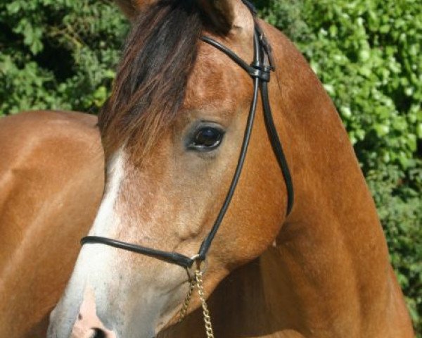 Pferd Onyx Charriere (Arabisches Halbblut / Partbred, 2002, von Fadasir ox)