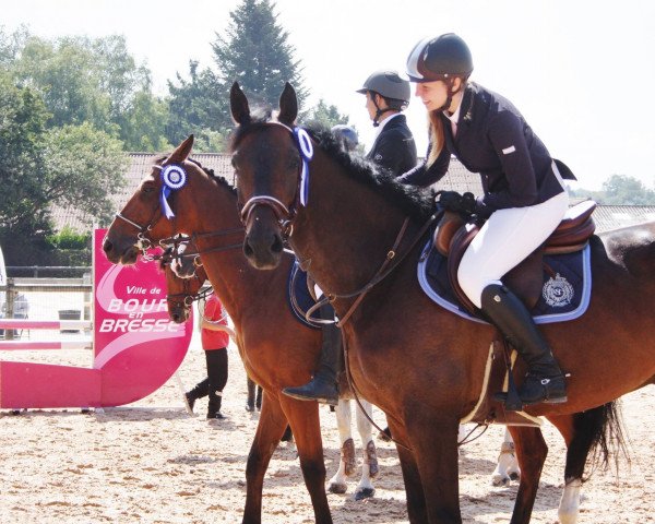 jumper Onyx de Louan (Selle Français, 2002, from Quatoubet du Rouet)
