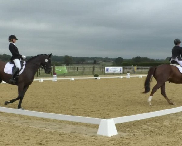Reitturnier Swisttal-Miel 2019