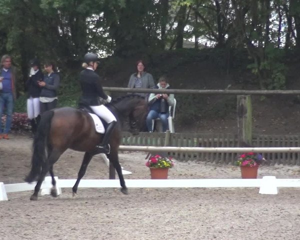 Reitturnier Würselen-Pley 2019