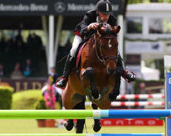 Springpferd Sunshine Brown (Hannoveraner, 2006, von Samarant)