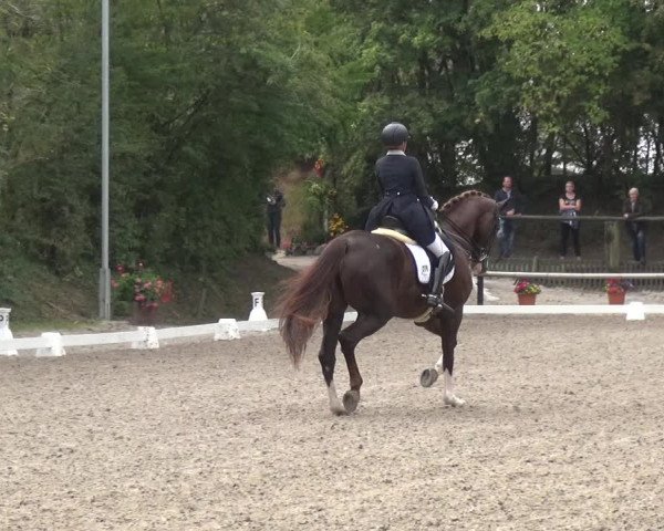 Reitturnier Würselen-Pley 2019