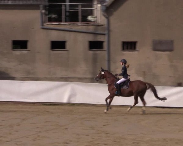Reitturnier Buchenhof-Ibbenbüren 2019