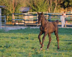 Dressage horse Delano con Zapato (German Sport Horse, 2015, from Destano)