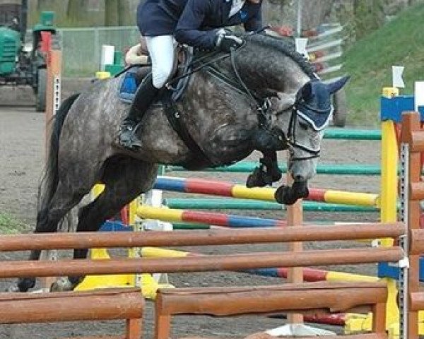 Springpferd Bajou du Rouet (Holsteiner, 2001, von Baloubet du Rouet)