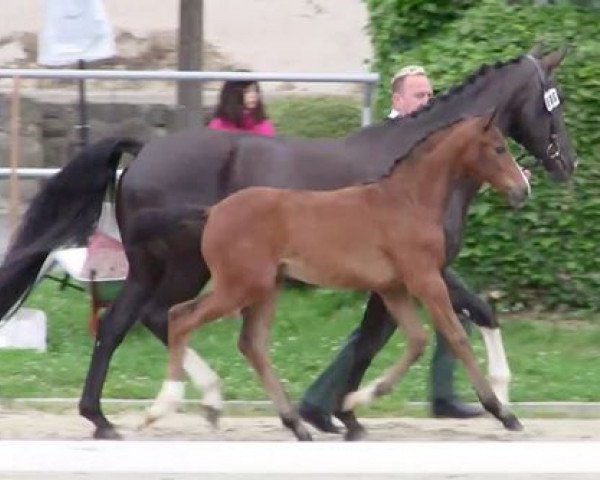 horse Hengstanwärter von Fürst Belissaro, M.v. Fidermark (Hessian Warmblood, 2016, from Fürst Belissaro)