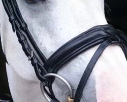 broodmare Naddel (German Riding Pony, 2001, from Night-Star III)
