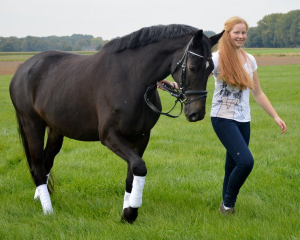 horse Tiara S (Trakehner, 2010, from Grafenstolz)