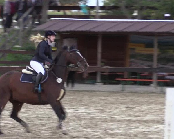 Reitturnier Buchenhof-Ibbenbüren 2019