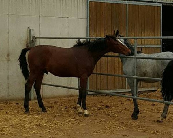 horse Cupido (Baden, 2014, from Conway II)