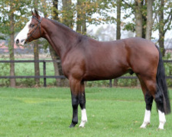 Deckhengst Forsyth (KWPN (Niederländisches Warmblut), 2010, von Carambole)