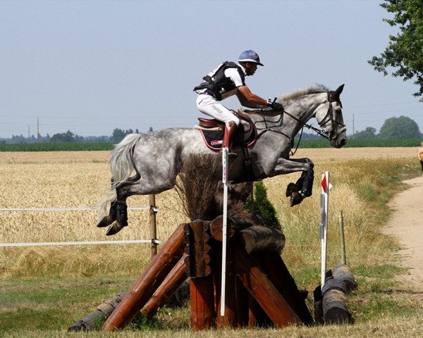 horse Onyx de Barbereau (Selle Français, 2002, from Be Bop III)