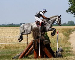 horse Onyx de Barbereau (Selle Français, 2002, from Be Bop III)