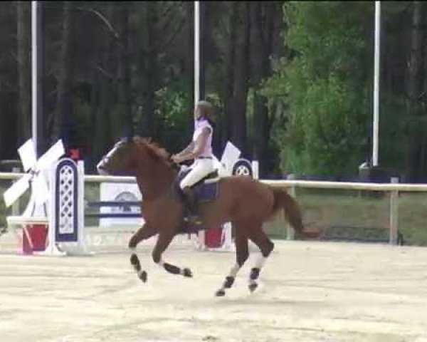 jumper Rainbow D'Argonne (Selle Français, 2005, from Jeff D'Or)