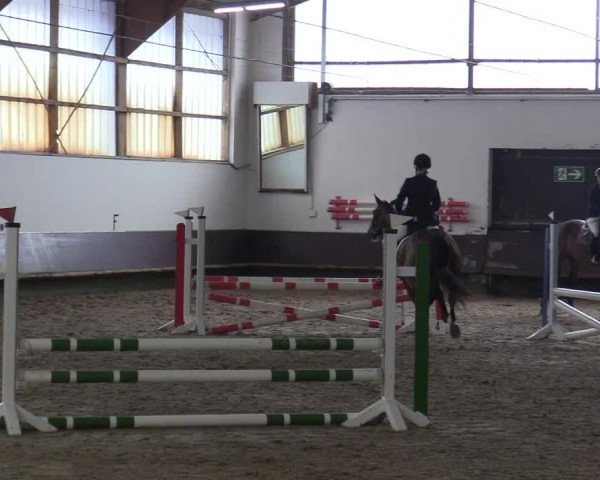 Reitturnier Albersloh 2019