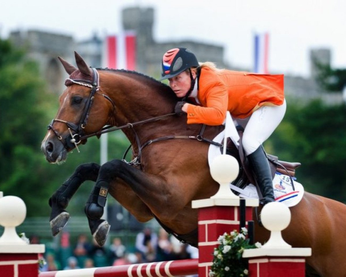 stallion Blauwendraad's O'Brien (KWPN (Royal Dutch Sporthorse), 1996, from Peter Pan)