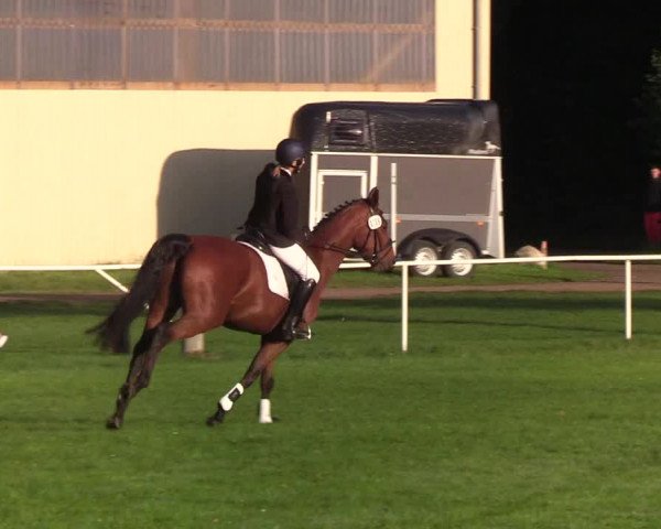 Reitturnier Kellinghusen 2019