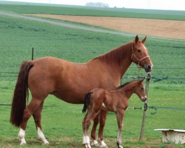 broodmare Jypsie de Semilly (Selle Français, 1997, from Calypso d'Herbiers)
