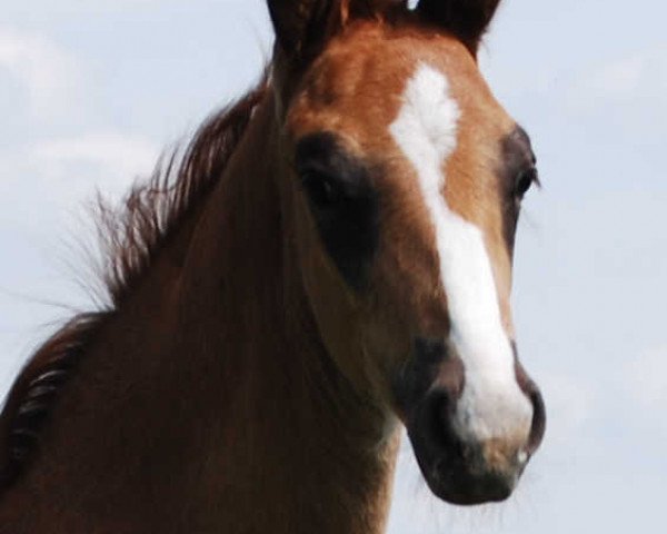 jumper For Lucky Strike (Oldenburg show jumper, 2010, from For Pleasure)