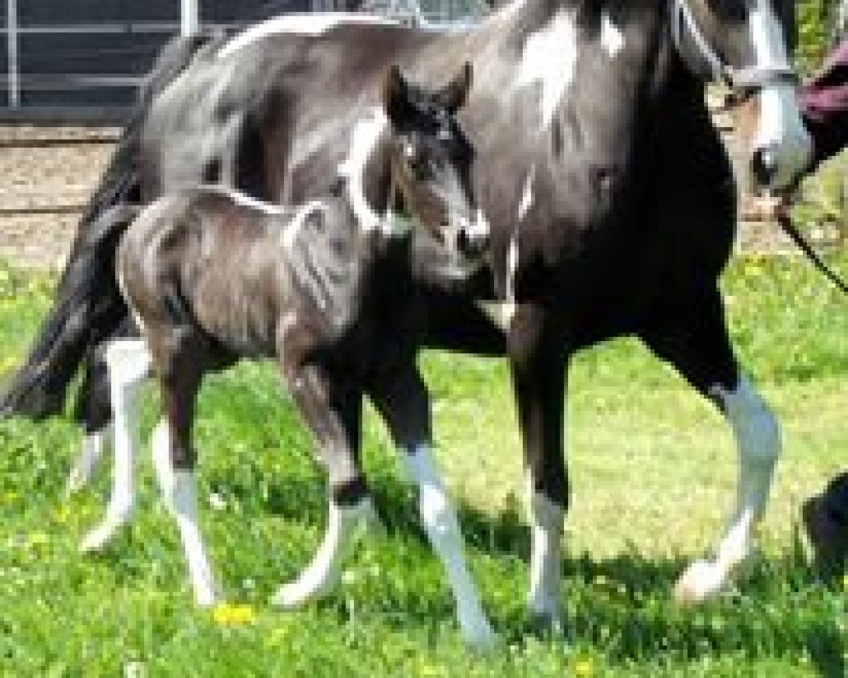 broodmare Sidarta (Oldenburg, 2001, from Sambuco B)