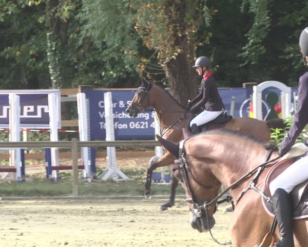 Reitturnier Walldorf/Winterheck 2019