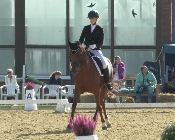 Reitturnier Swisttal-Miel 2019